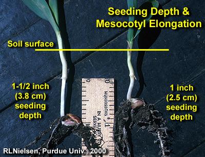 CORN GROWTH AND DEVELOPMENT: MESOCOTYL AND COLEOPTILE